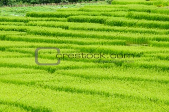 Green rice field in Thailand
