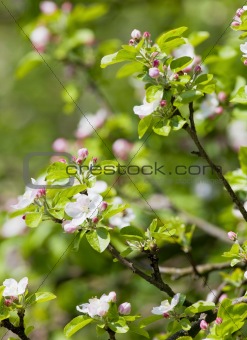 springtime -closeup of apple tree flowers at blossom in the garden 