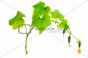 Cucumber plant