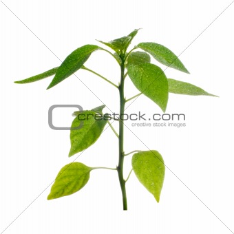 Plant on a white background