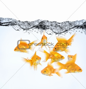 large group of goldfish in water
