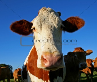 funny eared cow