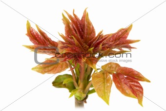 New leaves on the tree, isolated on a white background