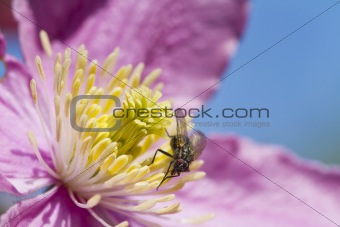 Clematis with a Fly