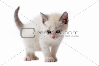 white siamese kitten