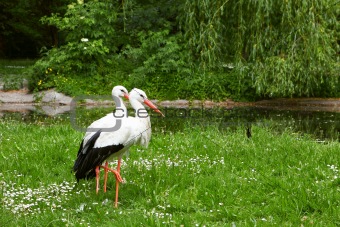 White stork and green nature
