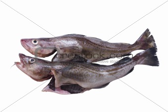 fish burbot on a white background