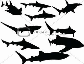 sharks collection