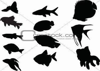 aquarium fishes collection