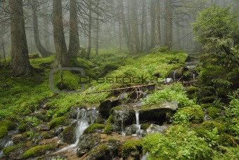 creek in wild wet Carpathian forest