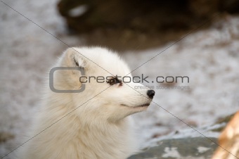 Polar fox.