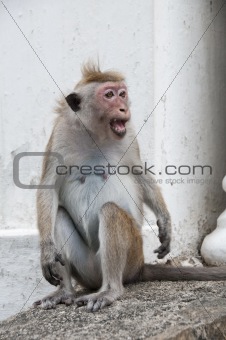 Shouting monkey portrait