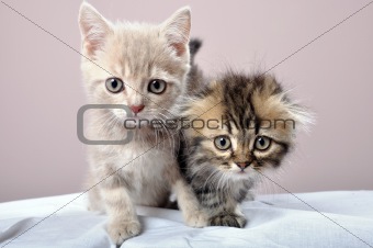 two Britain kittens