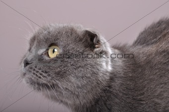 folded-eared cat cat
