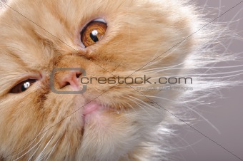 funny face of a red Persian cat