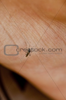 Asian Tiger Mosquito,while sucking the blood
