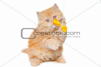 red persian kitten playing with yellow bow