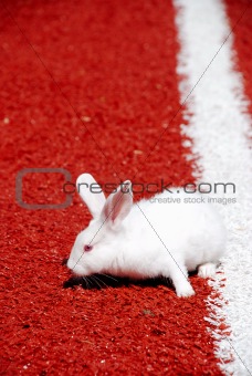 White rabbit on a racetrack