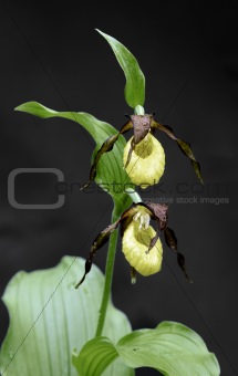 Showy Lady's Slipper (Cypripedium calceolus)