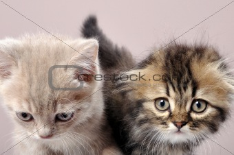 British fold and straight ear breed  kittens