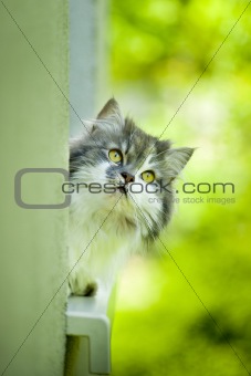 Cute curious cat.