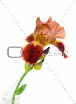 Big and beautiful flower iris closeup on white background