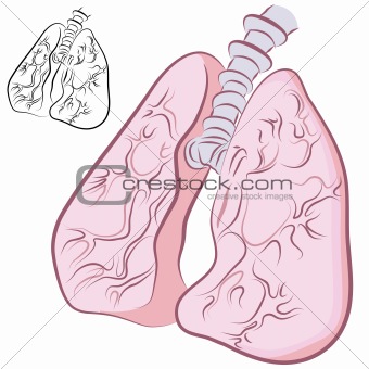 Human Lung Set