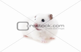 Interested hamster