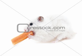 Hamster with fresh carrot
