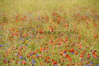 Small songbird in wild flowers