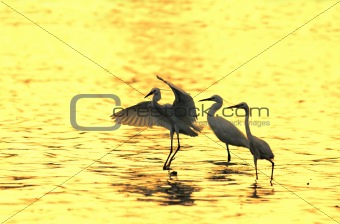 Egrets play in the water 

