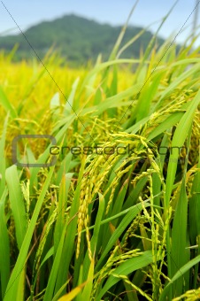 shot of rice field and drops 