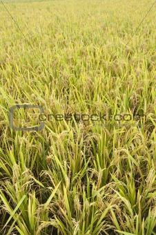 shot of rice field and drops