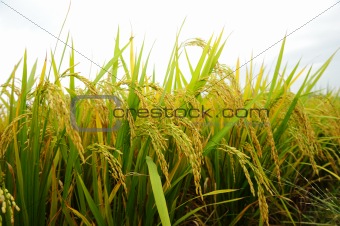 shot of rice field and drops