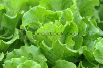 Fresh salad lettuce 