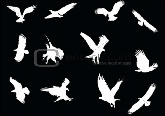 eagles collection silhouette