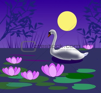 Swan in the Moonlight