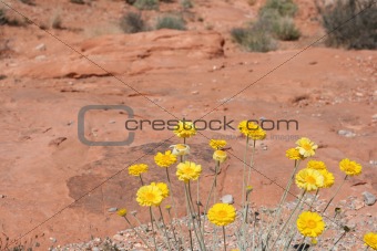 Spring in Valley of Fire Nevada