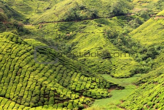 Tea Plantation, Malaysia