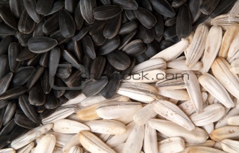 seeds