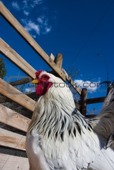 Hen in the farm