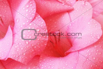 beautiful pink gladiolus