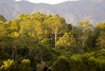 gum tree in the australian bush