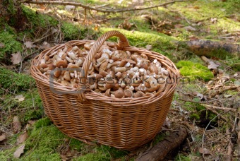 Mushrooms in big basket