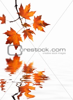red maple leaves reflection