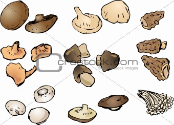 Mushrooms illustration