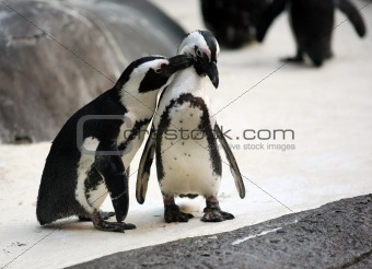 Penguin couple