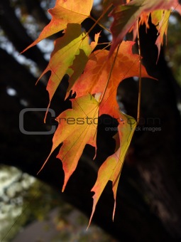 Sugar Maple Leaves Brightly Back-lit, Autumn