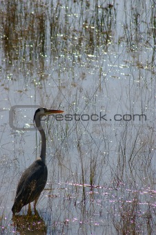 Heron in a lake