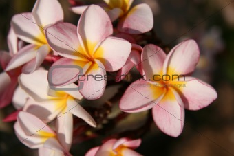 Pink Flowers - Royal Palace, Phnom Penh, Cambodia